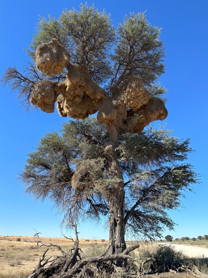 Kgalagadi - The Iconic Tree